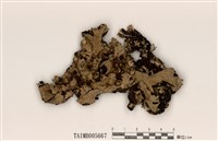 藏品(深杯牛皮葉衣)的圖片